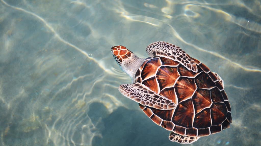 Picture of a sea turtle